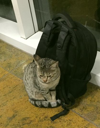 Toofan the Campus Cat, in the Mess with a Backpack Toofan the Campus Cat, in the Mess with a Backpack