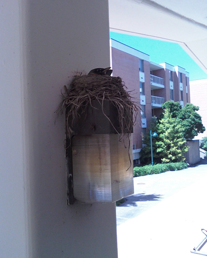 Bird in a Nest Bird in a Nest