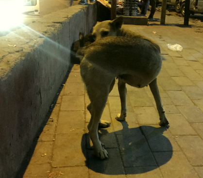 The Dog at the Jahangirpuri Metro Station The Dog at the Jahangirpuri Metro Station