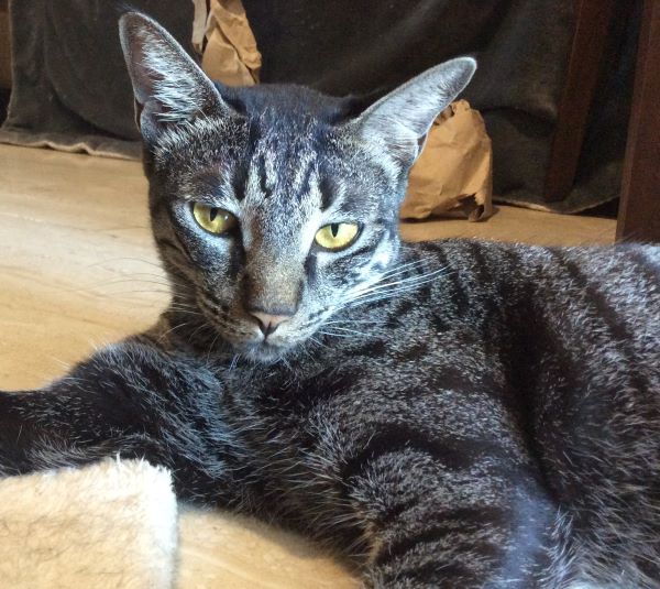 A picture of my cat Lauren A picture of my cat Lauren