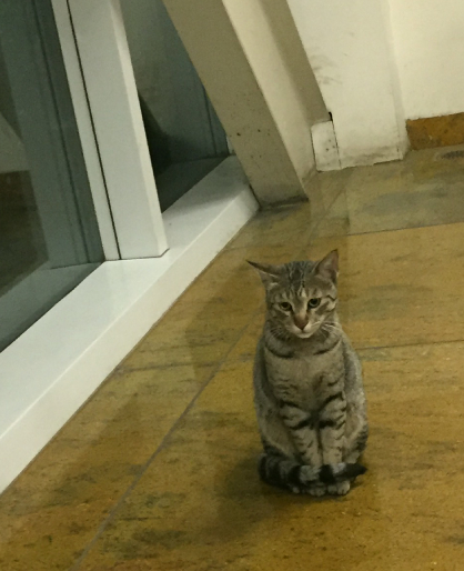 Toofan the Campus Cat, in the Mess Toofan the Campus Cat, in the Mess