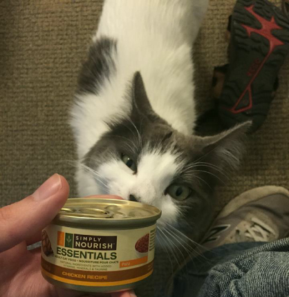 Rava the Cat Looks at a Can of Cat Food Rava the Cat Looks at a Can of Cat Food