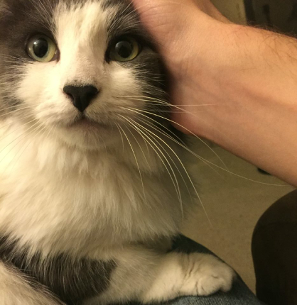 Rava the Cat Rava the Cat